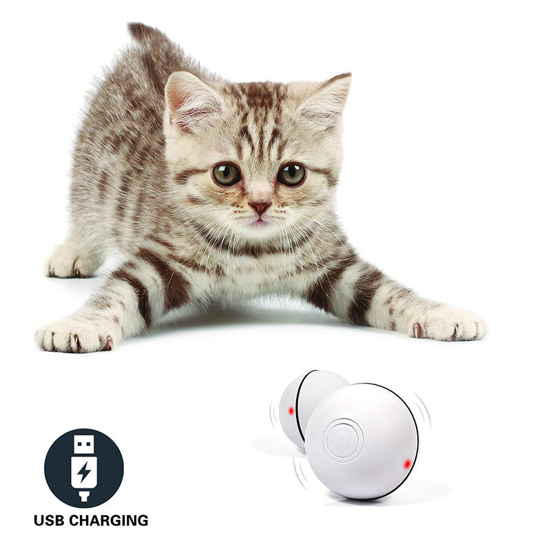 Kitten crouching to chase the USB-charging LED rolling ball
