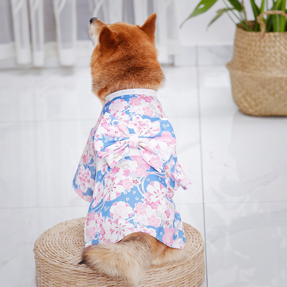Back view of a Shiba Inu dog modelling the blue sakura kimono with bow, shown to display the pattern