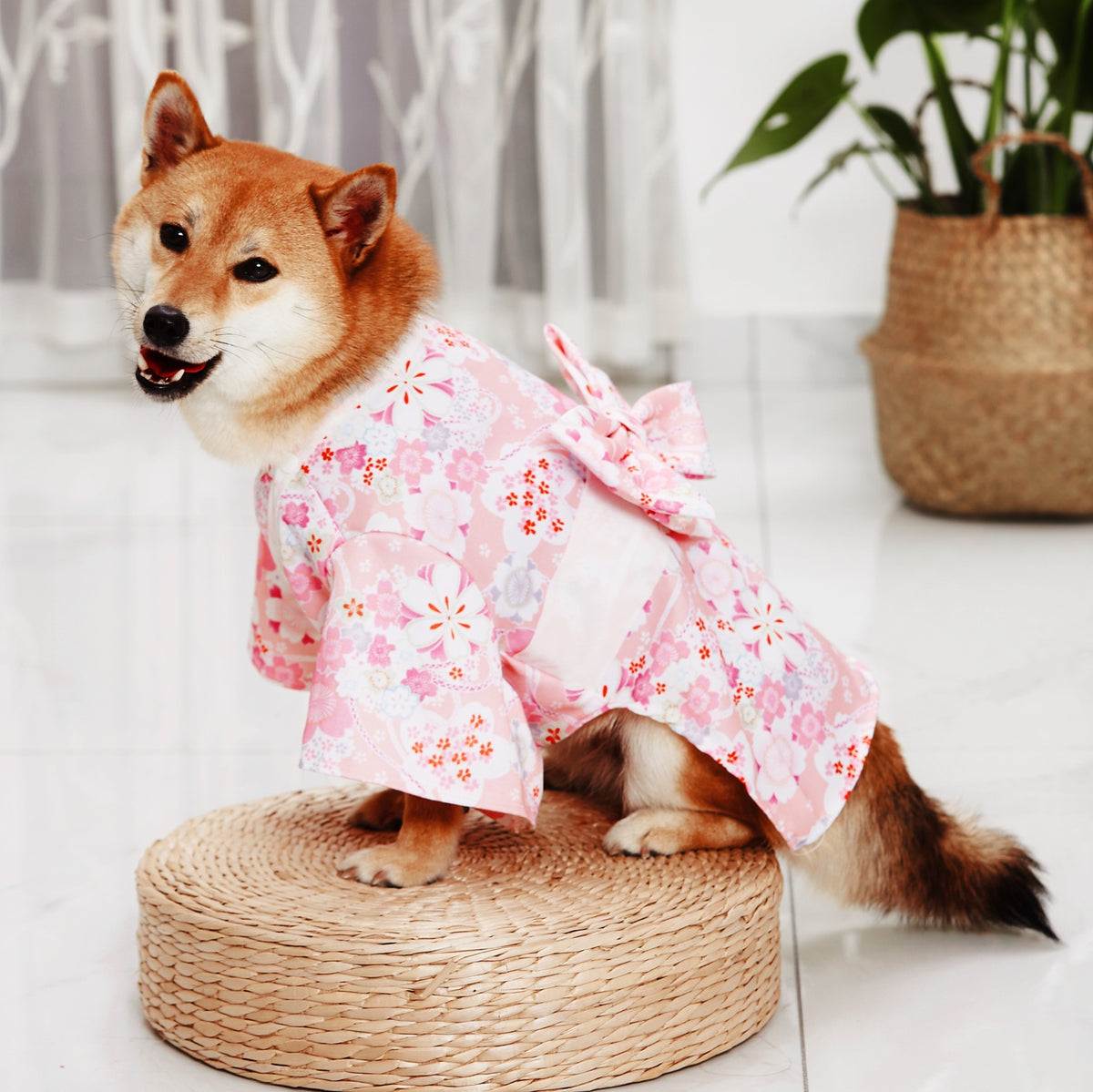 Shiba Inu dog modelling the pink sakura kimono with bow, shown to display the pattern