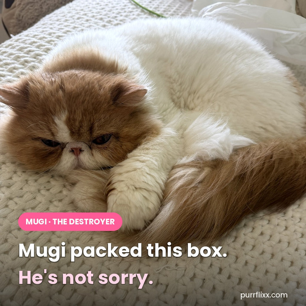 Mugi the orange-and-white cat curled up, with the caption: Mugi packed this box. He's not sorry.