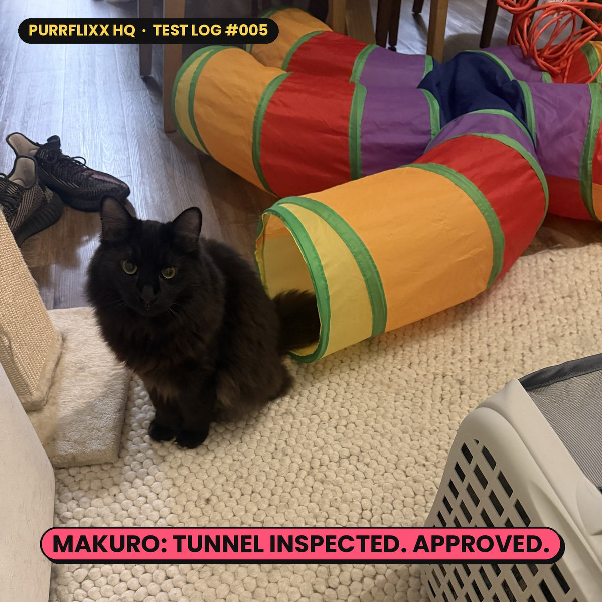 Makuro the black cat inspecting a rainbow crinkle tunnel at Purrflixx HQ