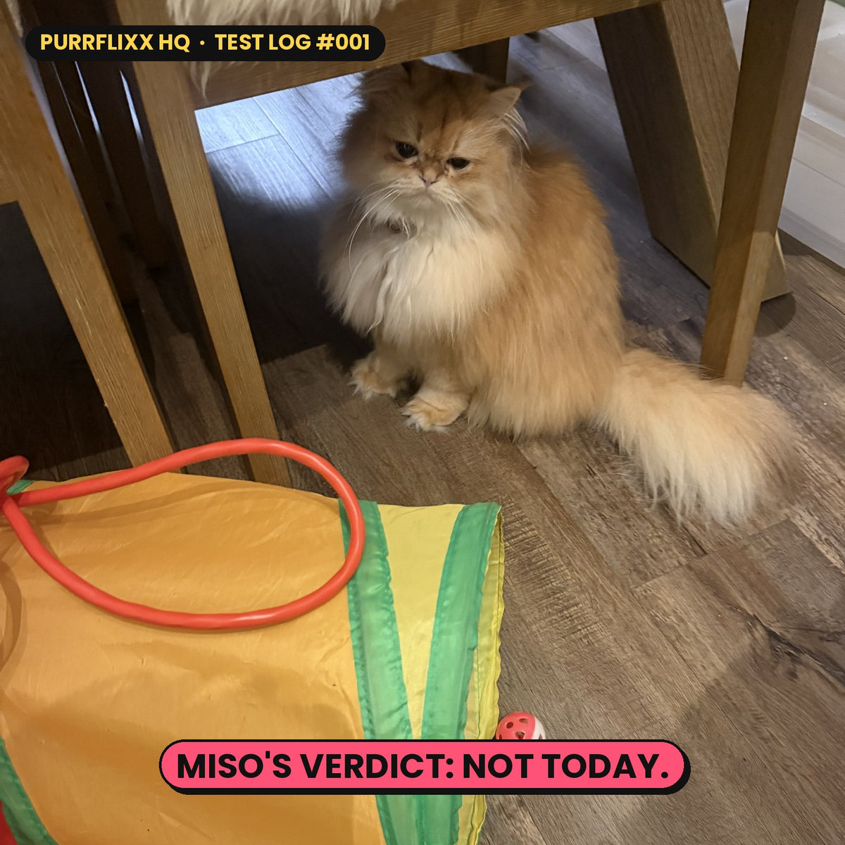 Miso the orange longhair cat giving the rainbow tunnel a grumpy look at Purrflixx HQ