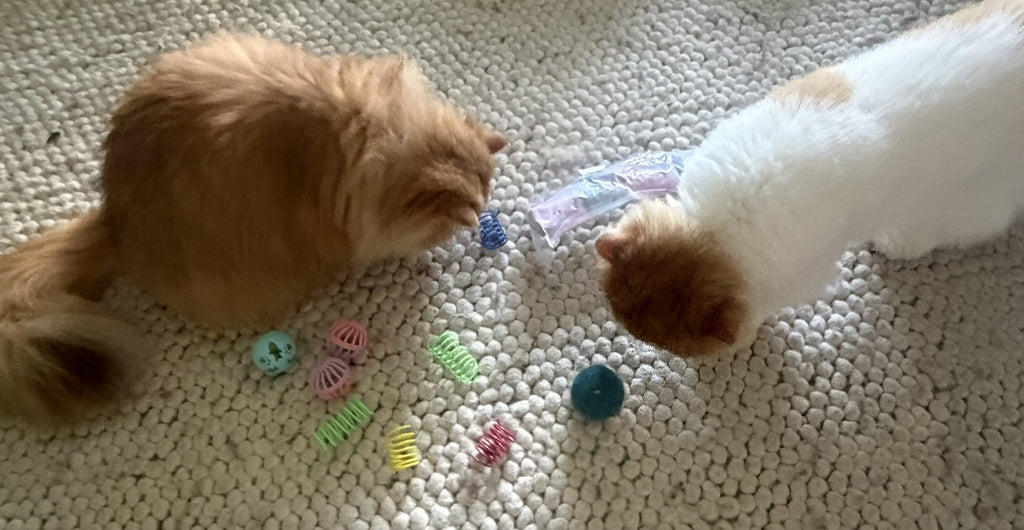 Miso and Mugi inspecting a pile of springs and balls at Purrflixx HQ