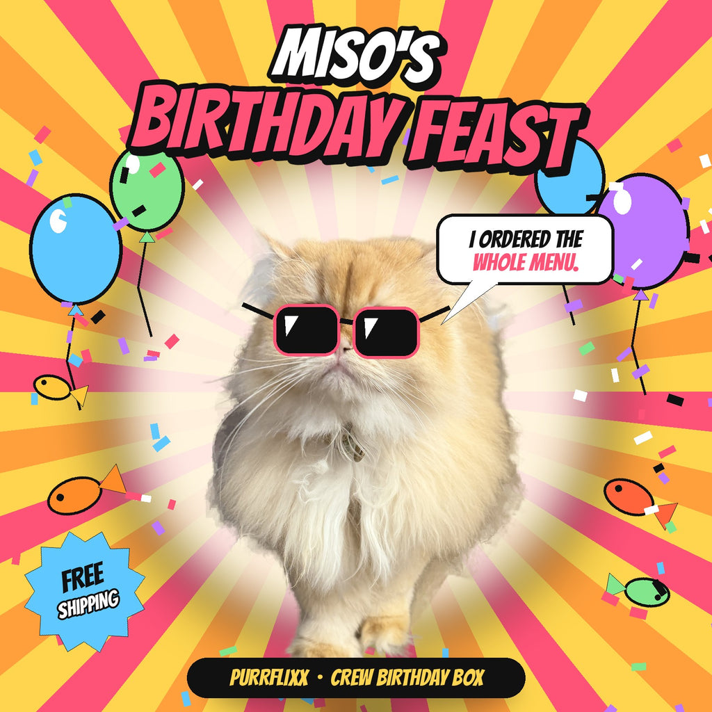 Miso the fluffy orange cat in pink party shades on a birthday poster with balloons and confetti: Miso's Birthday Feast