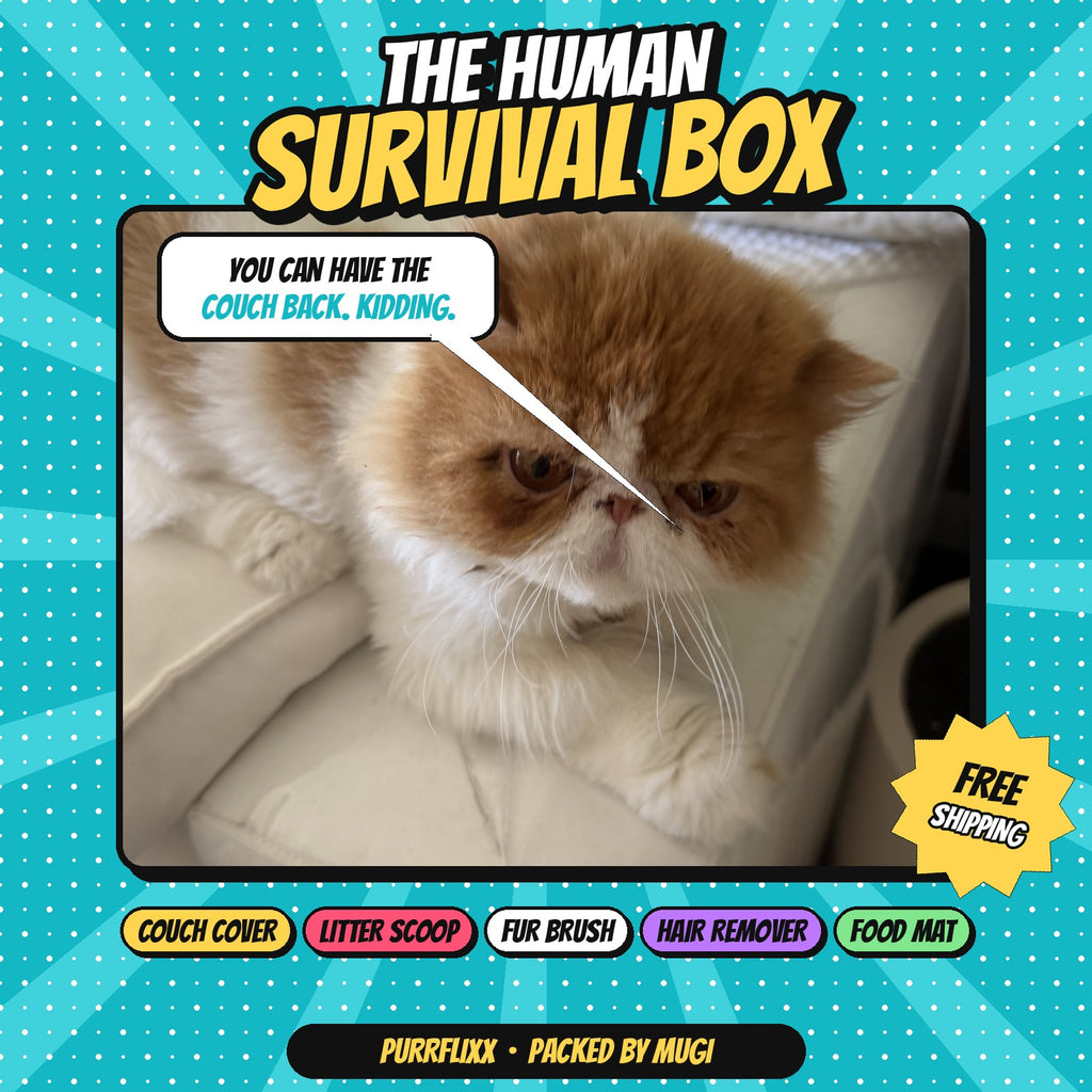 Mugi the orange-and-white flat-faced cat sitting on a cream quilted couch protector: The Human Survival Box