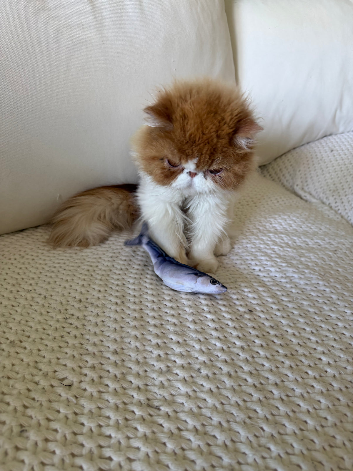 Mugi the orange-and-white flat-faced cat guarding his flopping fish toy on the couch
