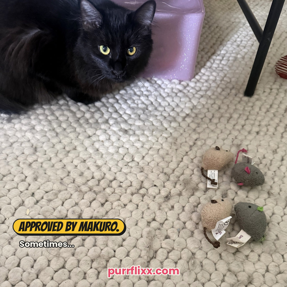 Cardboard scratcher ball with a blue ball inside: crew favorite