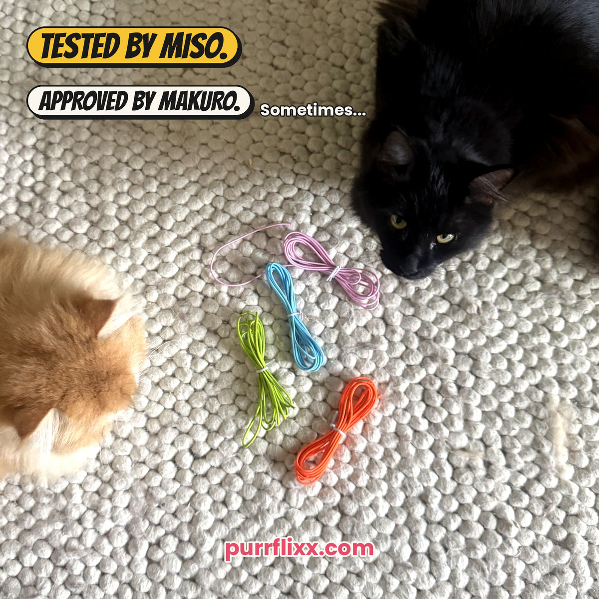 Mugi, our orange-and-white flat-faced cat, next to red spring cage balls: destroyed by Mugi