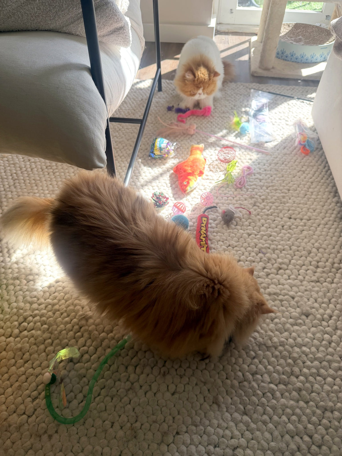 Miso and Mugi inspecting a spread of classic cat toys on the rug: fish, crinkle balls, mice, wands and springs