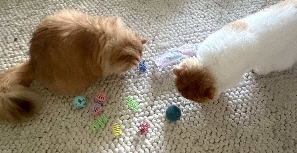 Miso and Mugi hunting colourful cat springs and bell balls on the rug