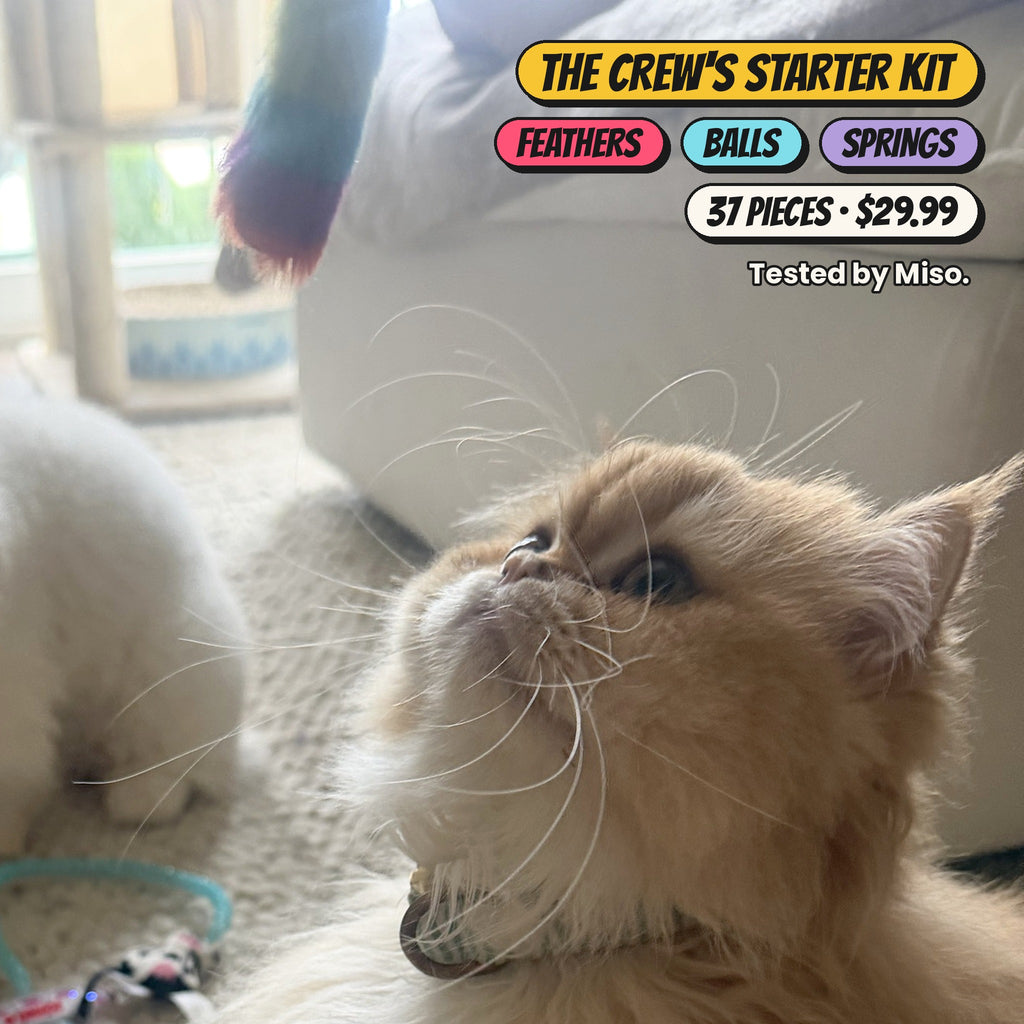 The Crew's Starter Kit: Miso staring up at a rainbow feather toy. Feathers, balls and springs, 37 pieces for $29.99