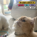 The Crew's Starter Kit: Miso staring up at a rainbow feather toy. Feathers, balls and springs, 37 pieces for $29.99