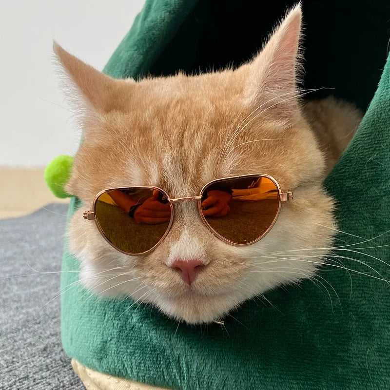 Ginger cat wearing gold mirror heart cat sunglasses