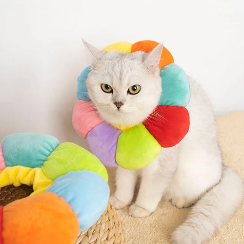 Cat sitting in the rainbow flower recovery cone