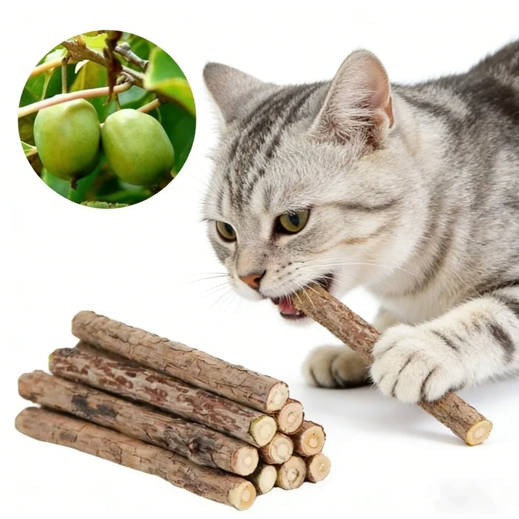 Natural silvervine matatabi chew sticks with a grey tabby cat chewing one