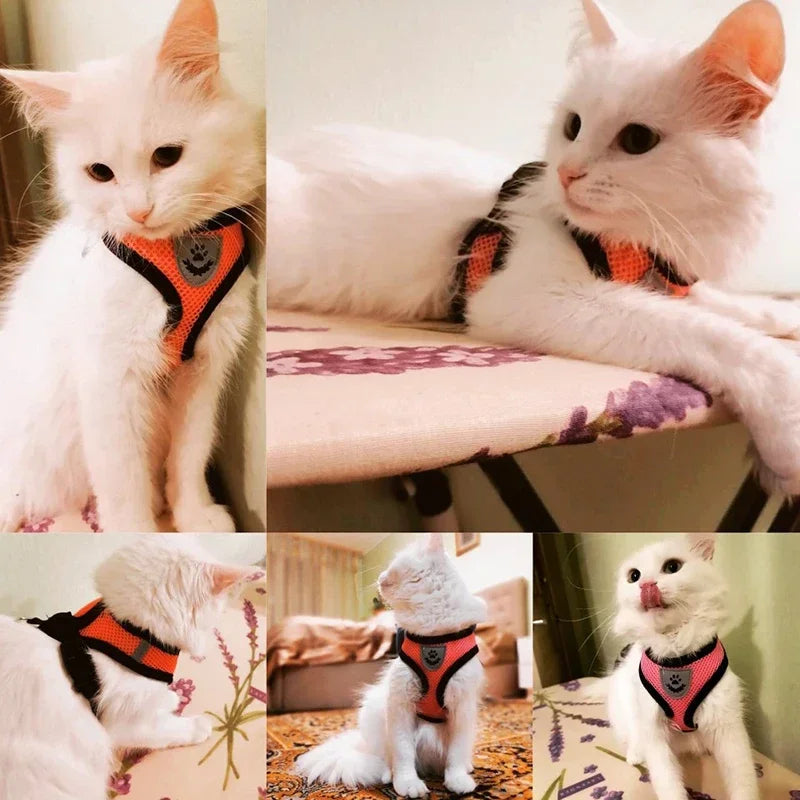 Mugi's Escape Plan: Cat Harness & Leash Set