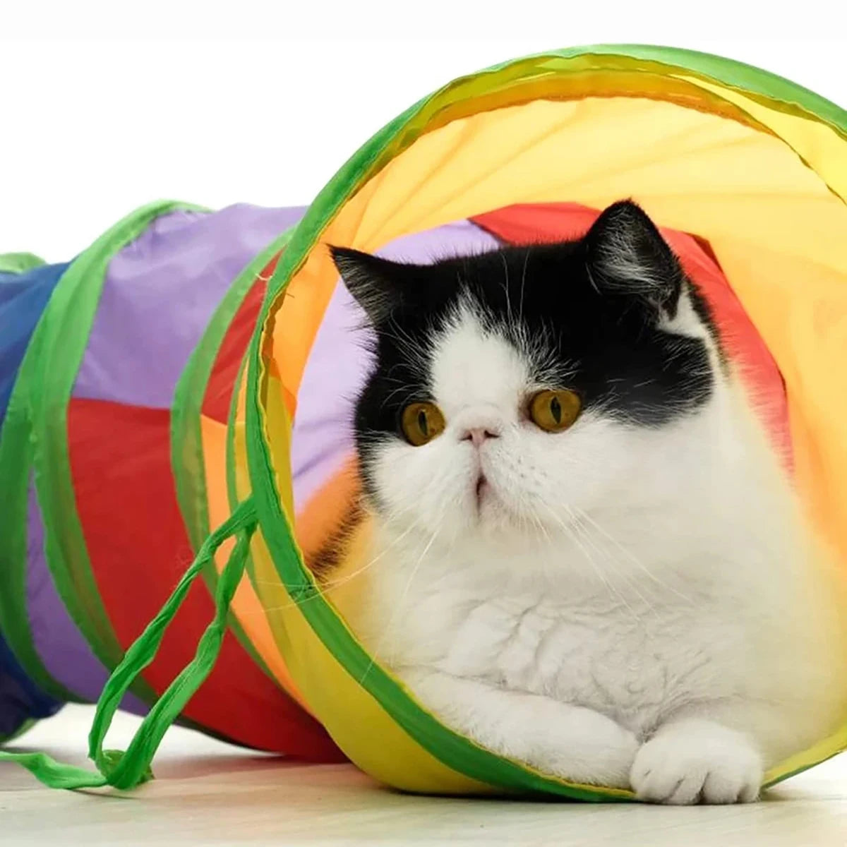 Black and white cat peeking out of the rainbow tunnel