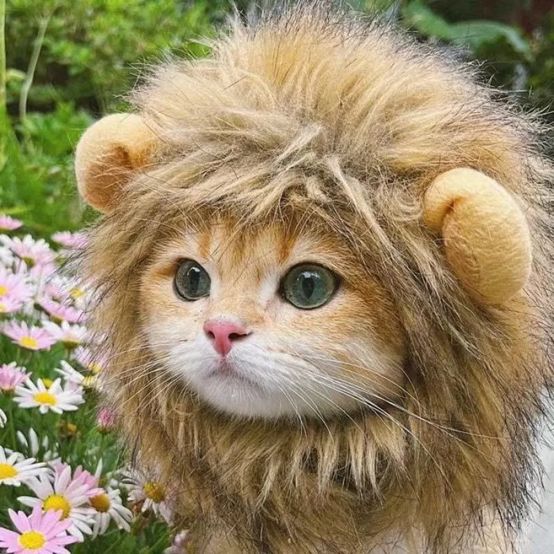 Miso's Lion Mane: ginger kitten wearing the fluffy brown lion mane with round ears