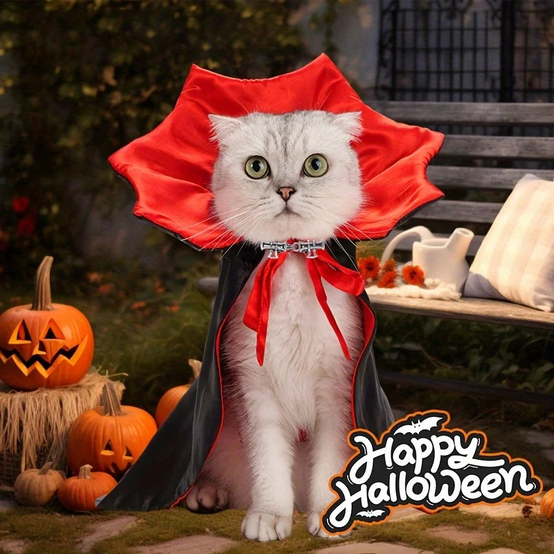 White cat wearing the vampire cape among pumpkins