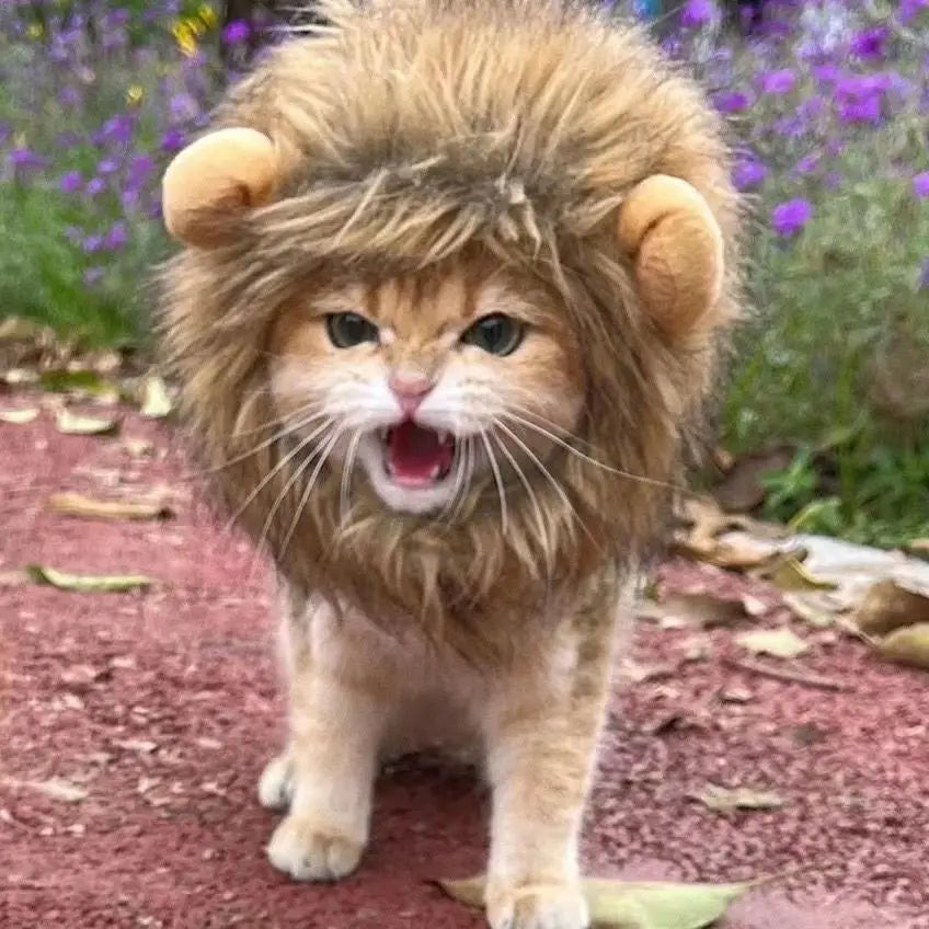 Cat wearing the lion mane outdoors, mid-roar