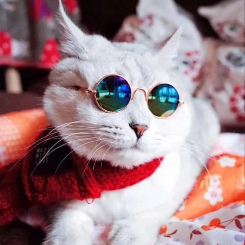 White cat wearing round rainbow mirror cat sunglasses