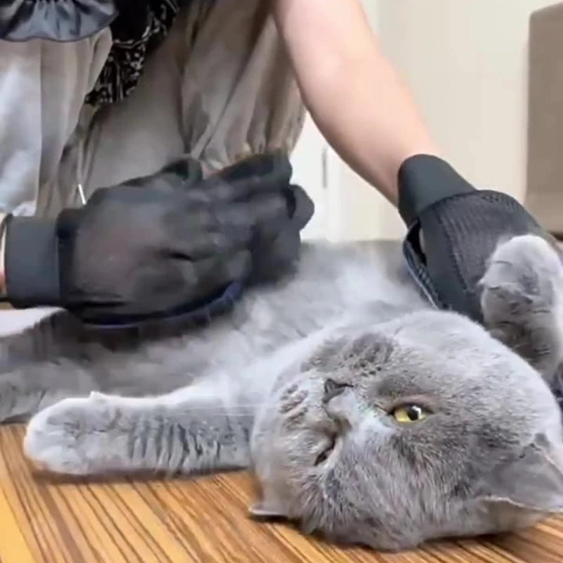Grey cat being groomed with black grooming gloves