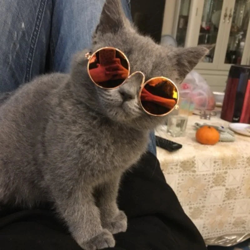 Grey kitten wearing round orange mirror cat sunglasses