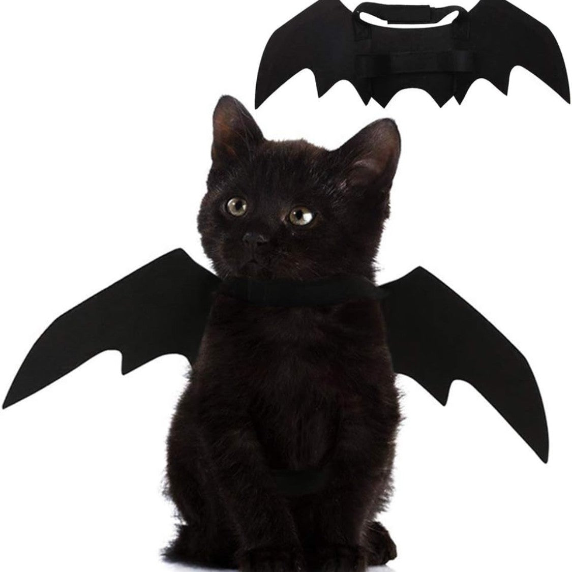 Black kitten wearing Mugi's Bat Wings, with the wings shown flat above