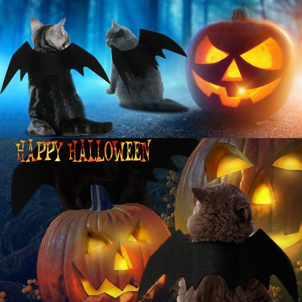 Cats wearing the bat wings next to glowing jack-o'-lanterns