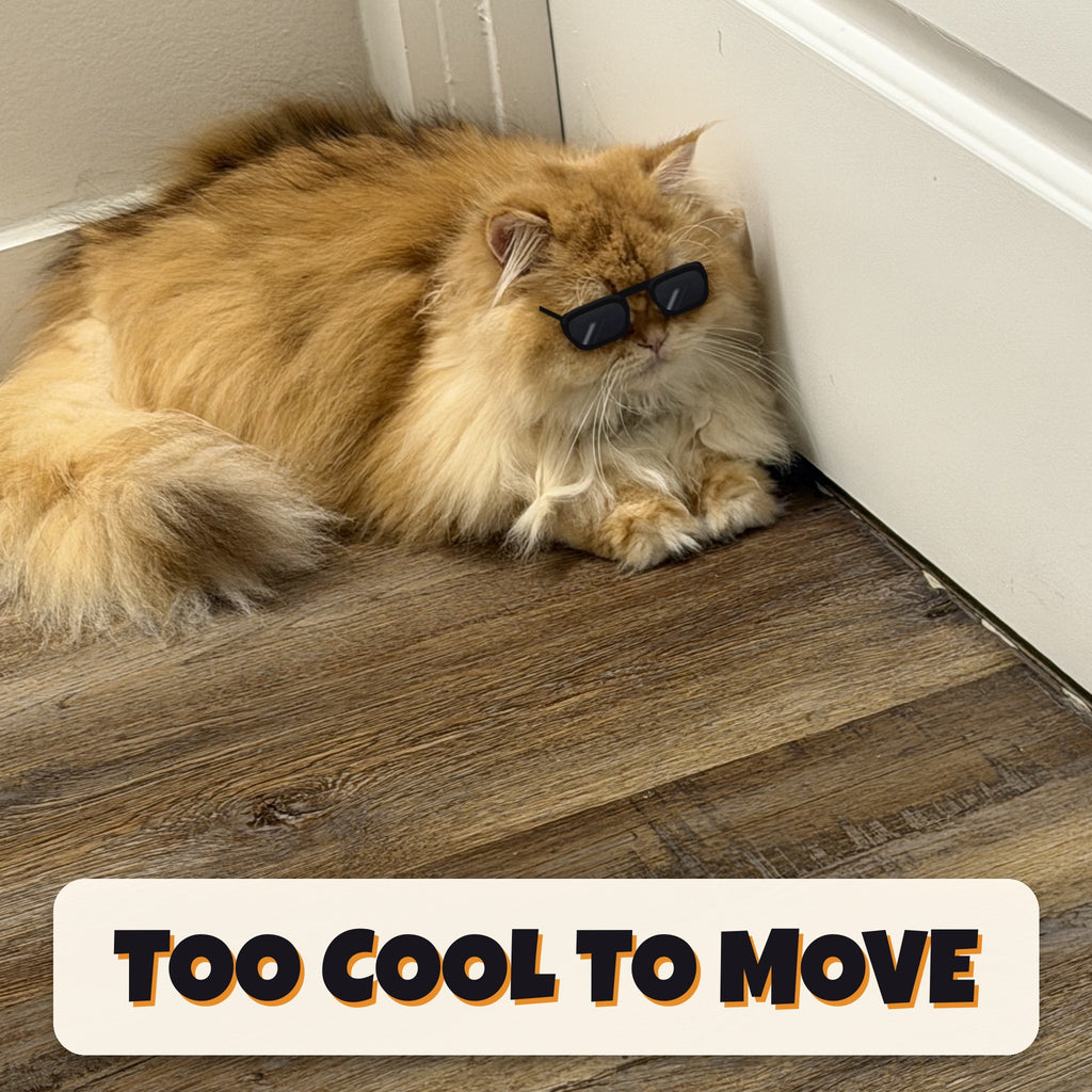 Miso the ginger-cream cat lying in a corner wearing sunglasses, headline TOO COOL TO MOVE