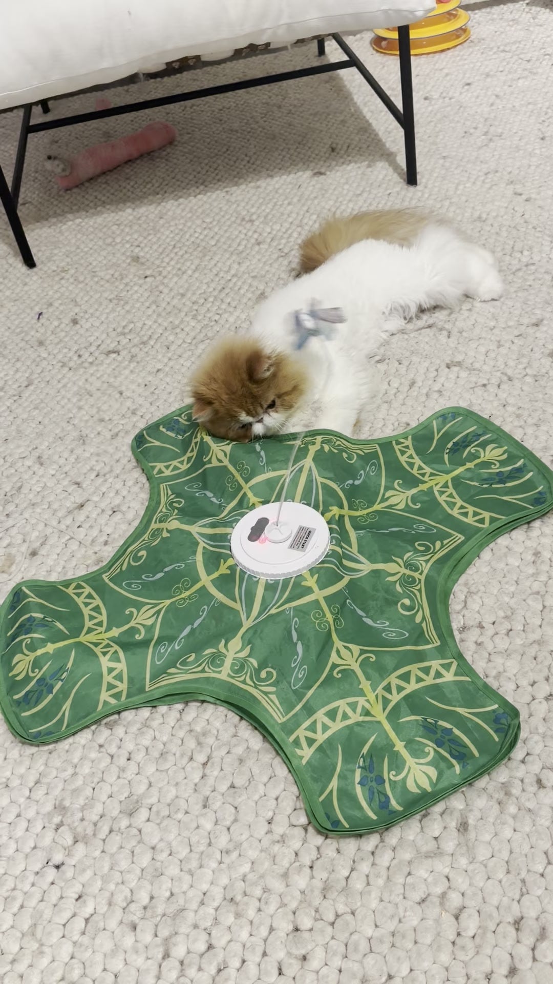 Mugi, an orange-and-white Exotic cat, lying on the green boop mat as the butterfly wand boops his head