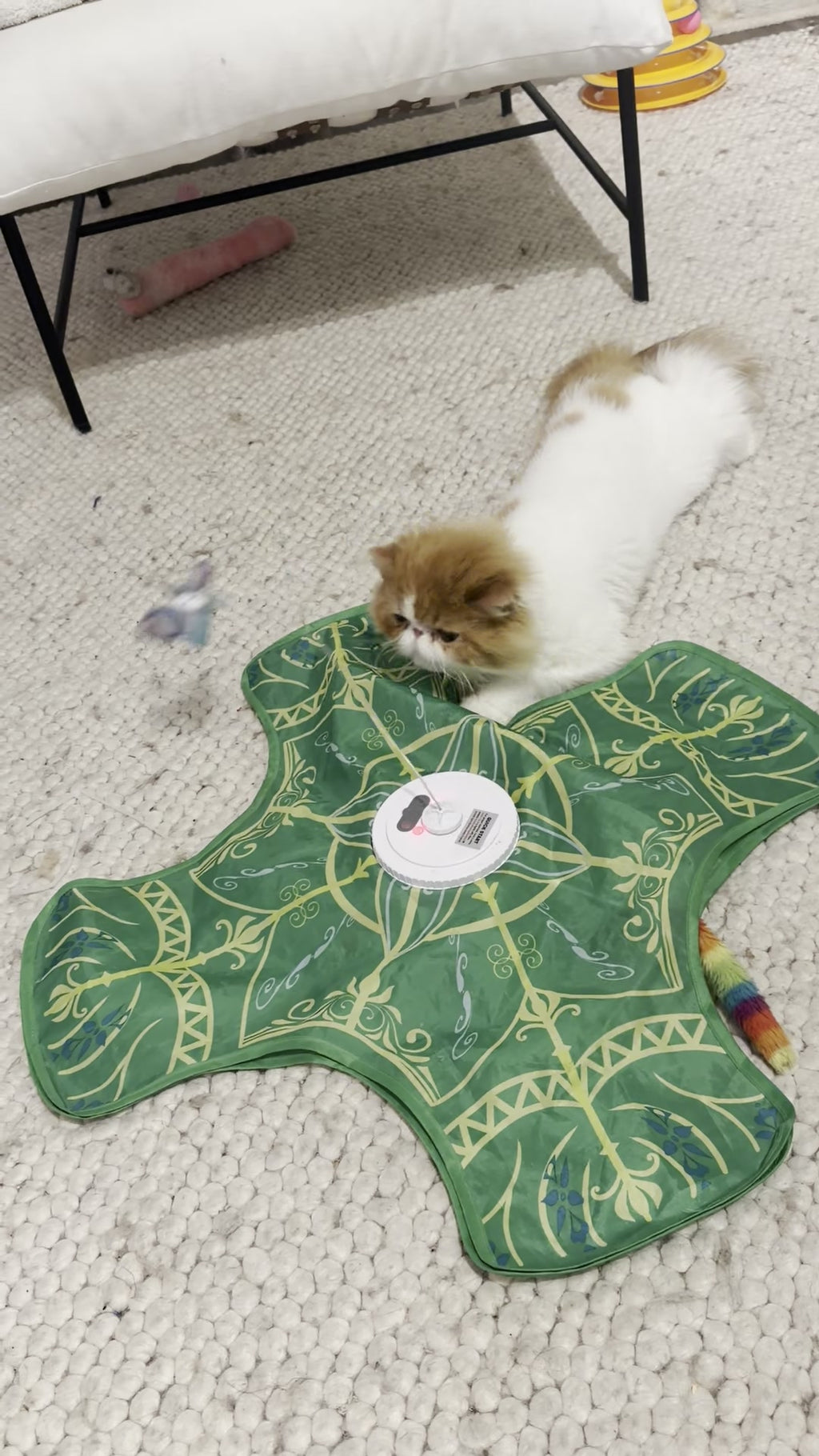 Mugi resting his flat face on the green boop mat while the butterfly wand and fluffy tail pop out