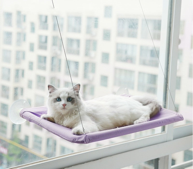 Purple suction-cup cat window hammock with a white cat